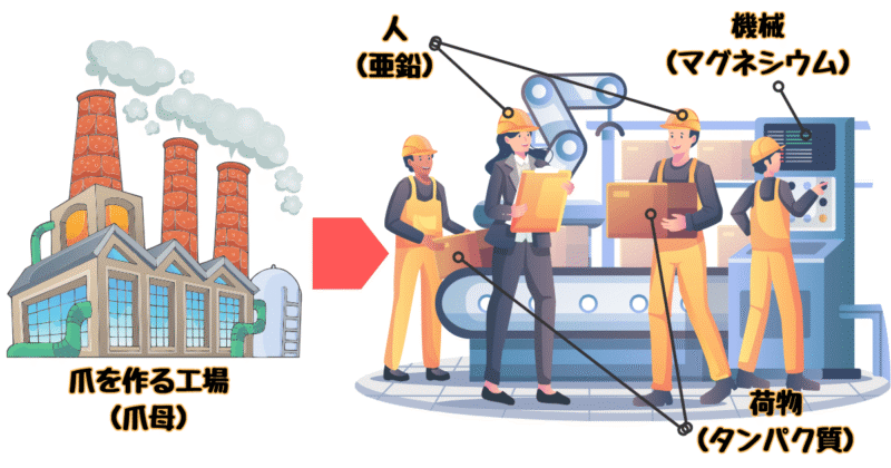 工場で働く細胞たち