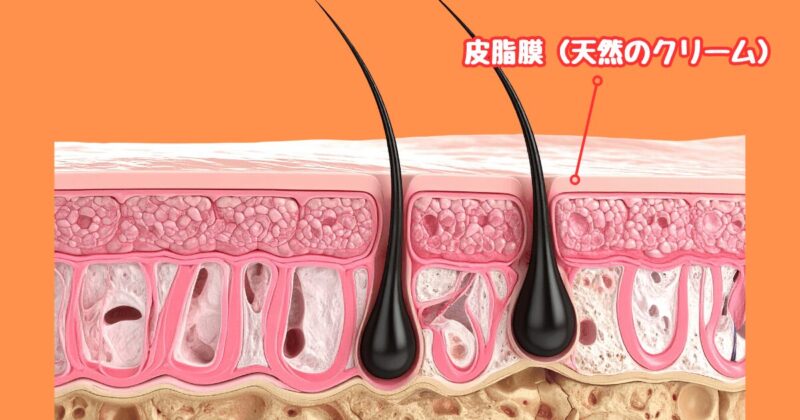 皮膚組織の画像