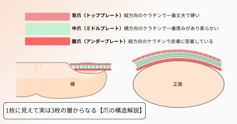 爪の構造を解説するイラスト